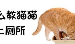 猫咪训练：怎么教猫猫上厕所