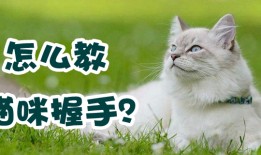 猫咪训练：怎么教猫咪握手