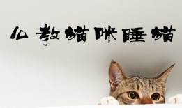 猫咪训练：怎么教猫咪睡猫窝