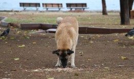 名犬大全与犬品种价格，名犬大全与犬品种价格一样吗