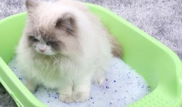 猫咪训练：猫咪怎么上厕所 良好的习惯要从小培养