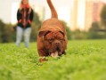 曼基康猫品种及价格表(曼基康猫属于什么品种)