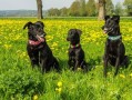 巨贵犬什么颜色最值钱(巨贵犬什么颜色最值钱图片)