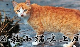 猫咪训练：怎么教小猫咪上厕所