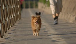 宠物狗幼犬，宠物狗幼犬有狂犬病毒吗