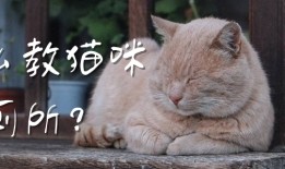 猫咪训练：怎么教猫咪上厕所