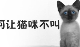 猫咪训练：如何让猫咪不叫