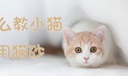 猫咪训练：怎么教小猫用猫砂