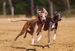 哈士奇犬多少钱(哈士奇犬多少钱一只)