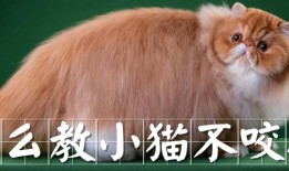 猫咪训练：怎么教小猫不咬人