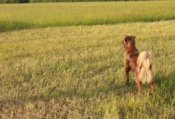 大型犬品种大全及价格(大型犬品种大全及价格图片)