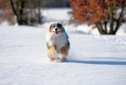 马尔济斯犬的特征(马尔济斯犬的特征介绍)