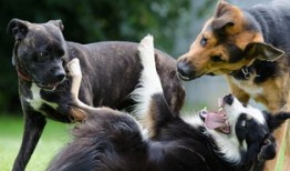 狗和犬的区别是什么意思，狗和犬的区别是什么意思网络用语