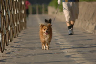 宠物狗幼犬，宠物狗幼犬有狂犬病毒吗