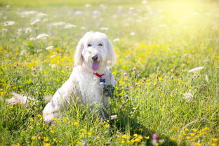 马尔济斯犬多贵(马尔济斯犬贵吗)