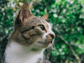 蓝白短腿猫多少钱一只，蓝白猫短腿猫