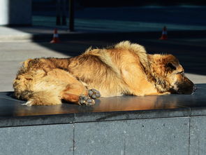 宠物犬，宠物犬不掉毛的品种