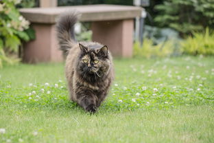 宠物猫排名大全，宠物猫品种排名及价格