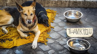 中国本土的狼犬，中国本土狼种